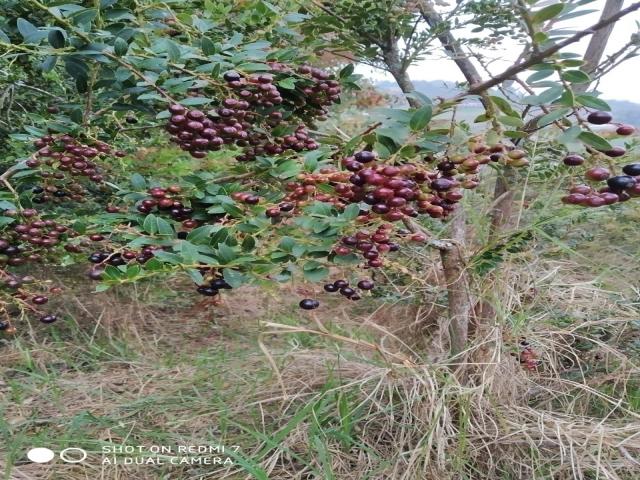 #1989 - Finca para Venta en La Ceja - ANT - 1