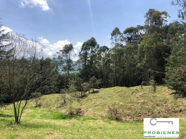 #2463 - Lote para Venta en Rionegro - ANT - 2